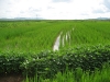bokto-seeded-rice-field-at-chondukri-2006