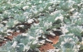 cabbageworm-infestation-left-lacey-cabbages-leaves-at-wonhwa-farm-may-1997