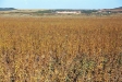 chinese-soybean-variety-at-maturity-at-ryonpyung-ri-samchon-gun-sept-2005
