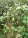 cotton-at-flowering-stage-chondukri-sept-2006