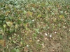 cotton-at-picking-stage-opened-cotton-ball-sept-2006