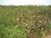 cotton-field-at-cotton-picking-stage-2006
