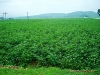 cotton-field-at-flowering-july-2005
