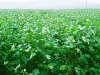 cotton-field-at-flowering-ryonpyung-ri-july-2005
