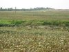 cotton-fields-at-chonduk-ri-2006