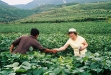 in-soybean-field-2004