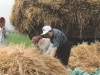kimjoo-inspecting-spring-barley-harvest-at-younggjinri-1998