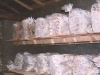 mushroom-production-on-crushed-corn-cob-in-greenhouse-daechung-ri-unpa-gun-hwanghae-qukdowinter-1997