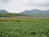 new-homes-and-kindergarten-over-cotton-field-2005