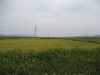 rice-var-adoptation-test-planted-with-bokto-dsm-chinese-variety-at-chobduk-ri-sept-2006