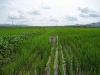 rice-varietal-test-at-chondukri-planted-with-sk-rice-transplanter-july-2006