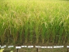 rice-variety-adoptation-test-at-chonduk-ri-2006