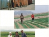 showing-the-progress-of-spring-barley-double-cropping-project-1998